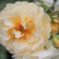 Rosiers (presque) sans �pines