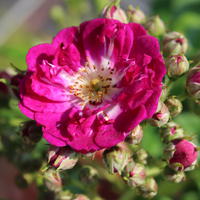 Roses bleues
