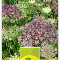 Fleurs sech�es
