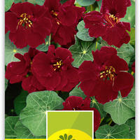 Plantes de balcon