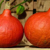 Plants de courge
