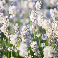 Lavande 'Vienco � Early White' dans un pot carr� de 1,3 L
