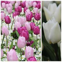 M�lange de tulipes