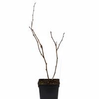 Herbsthimbeere Primeberry� 'Purple Love'�