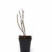 Herbsthimbeere Primeberry� Autumn Chef�