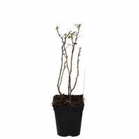 Herbsthimbeere Primeberry� Autumn Amber�