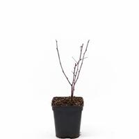 Herbsthimbeere Primeberry� Autumn First�