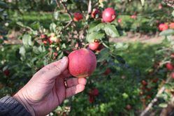 Apfelz&uuml;chtung Lubera