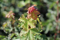 Acer campestre Ahornbaum kaufen