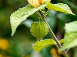 Physalis groseille du Cap coqueret du P&eacute;rou