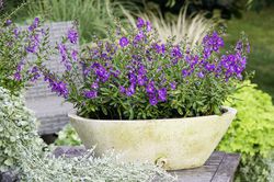 Angelonia kaufen Lubera