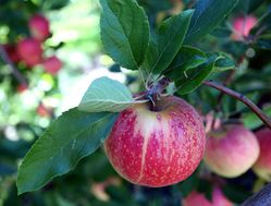 Pommier, arbres fruitiers