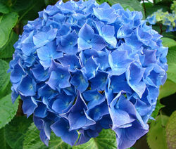 hortensia commun acheter