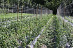 Unit&eacute; de s&eacute;lection vari&eacute;tale de plants de tomates, Lubera