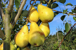 vari&eacute;t&eacute;s de poires Lubera