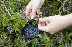 heidelbeeren pfl&uuml;cken