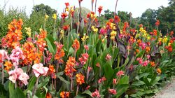 Canna, canna edulis