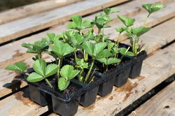 Planter des fraisiers Lubera