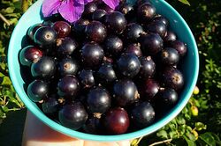 Cassissima 'Black Marble' Cassis