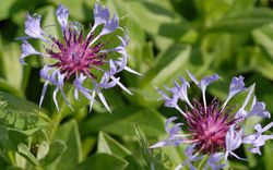 centaur&eacute;e, Centaurea Lubera 