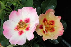 Acheter des roses persanes Lubera Boutique en ligne