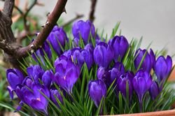 Crocus vernus, crocus de printemps Remembrance Crocus vernus Remembrance