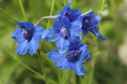 Delphinium Lubera, Delphinium