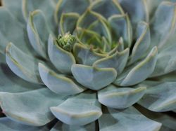 Succulentes Esp&egrave;ces repr&eacute;sentatives