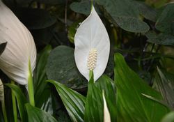 Einblatt Spathiphyllum Lubera Shop