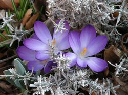 Crocus tommasinianus, crocus de Thomas 