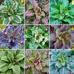 Chou �ternel, chou en arbre, Treekale, s�lection, Brassica oleracea, s�lection vari�tale comme hobby