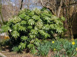 Zimmeraralie, Fatsia japonica, Lubera