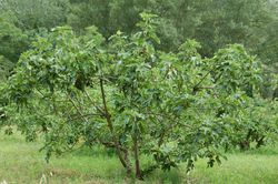 figuier buisson Lubera Boutique