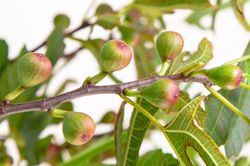 Ficus carica, Lubera, entretenir le figuier