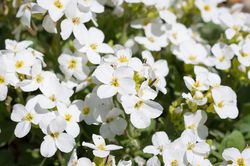 Acheter un Arabis chez Lubera