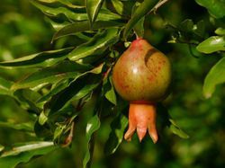 Granatapfelbaum kaufen, Lubera