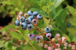 Fertilisation des myrtilliers Blueberry Rubel Lubera