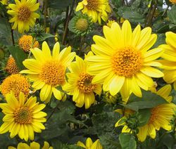 Helianthus vivace