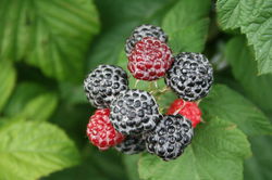 Framboise noire Black Jewel jardinerie Lubera
