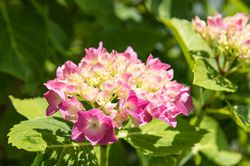 Acheter des Hortensias