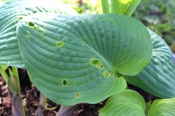 Hostas sans limaces, escargots