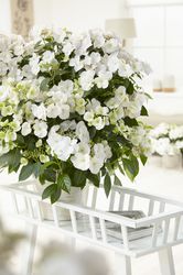 Girlanden hortensie Girlanden-Hortensie Runaway Bride Snow White
