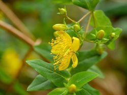Hypericum grandifolium Johanniskraut Lubera