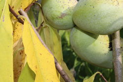 asiminiers, pawpaw : culture et soins