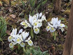 Iris nain, Iris reticulata Katharine Hodgkin Lubera