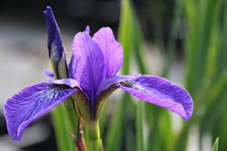 Plantes de berge - Iris sibirica