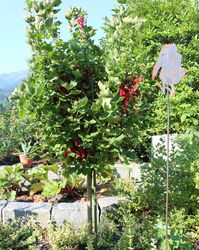 Taille des groseilliers sur tige Lubera