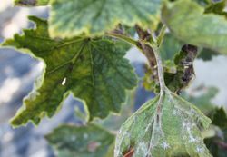 Maladies du groseillier