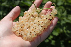 Fertiliser les groseilliers - on ne peut pas exag&eacute;rer&nbsp;!