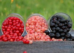 Multiplier les groseilliers et cassissiers